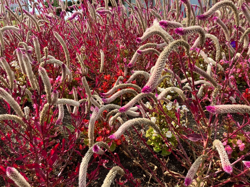 サライさんのなんぽろ温泉ハート&ハートのサ活写真