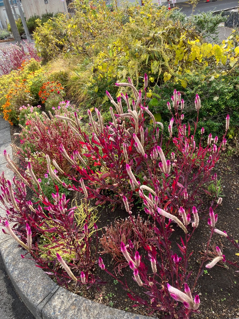 サライさんのなんぽろ温泉ハート&ハートのサ活写真