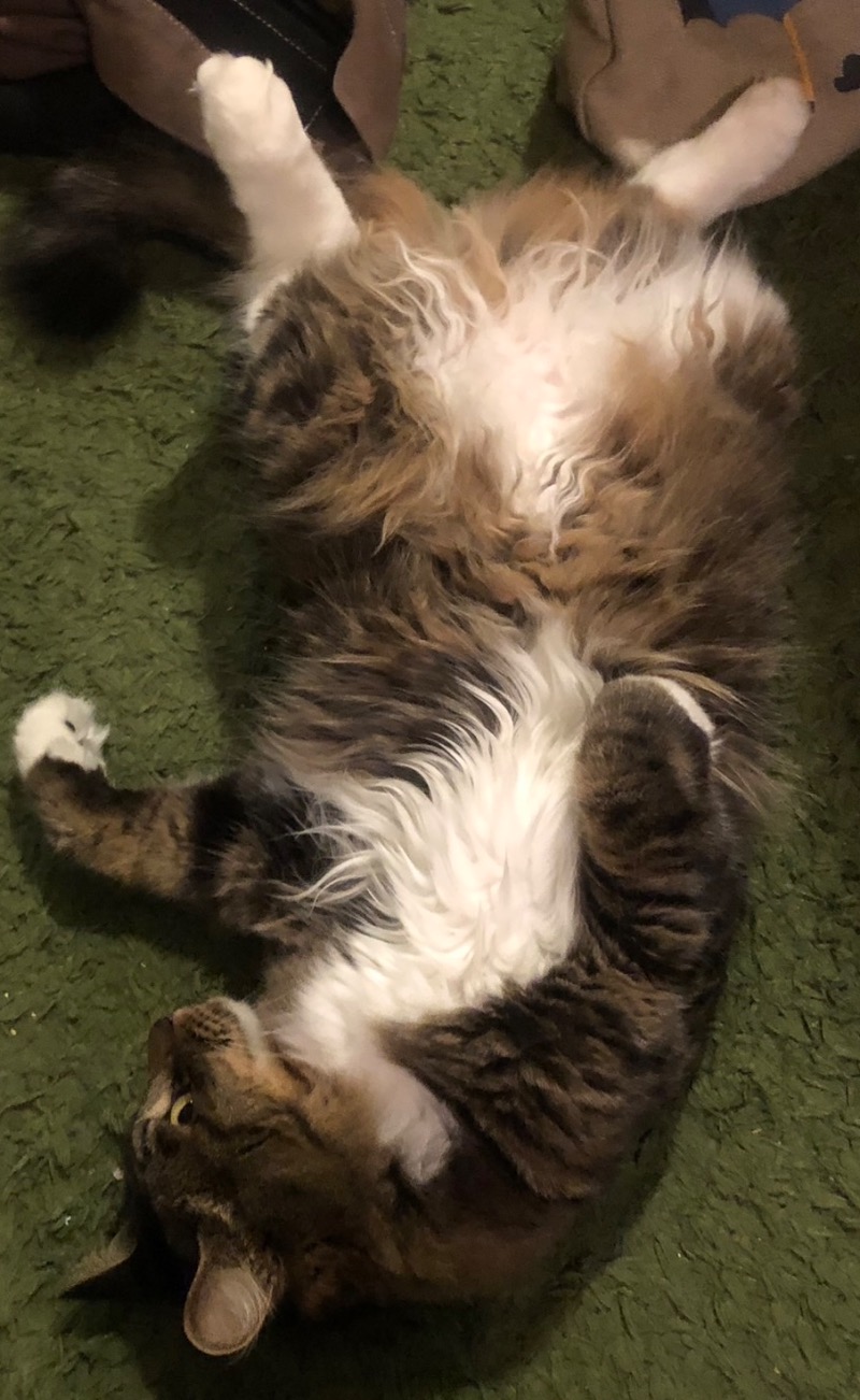 サライさんのなんぽろ温泉ハート&ハートのサ活写真