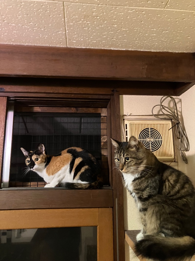 サライさんの苗穂駅前温泉 蔵ノ湯のサ活写真