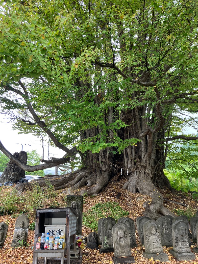 サライさんの小金湯温泉 湯元 小金湯のサ活写真