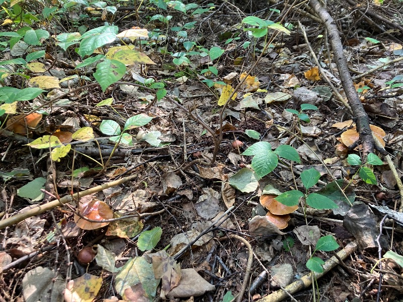 サライさんの鶴亀温泉のサ活写真