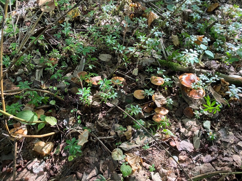 サライさんの鶴亀温泉のサ活写真