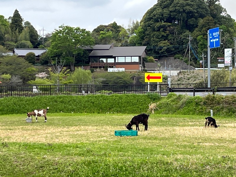 ナカネンさんの龍泉の湯のサ活写真