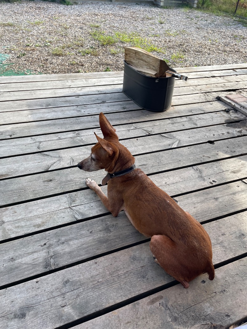 ダッフィーさんのサウナグランピングキャビン(エンゼルフォレスト白河高原のサ活写真