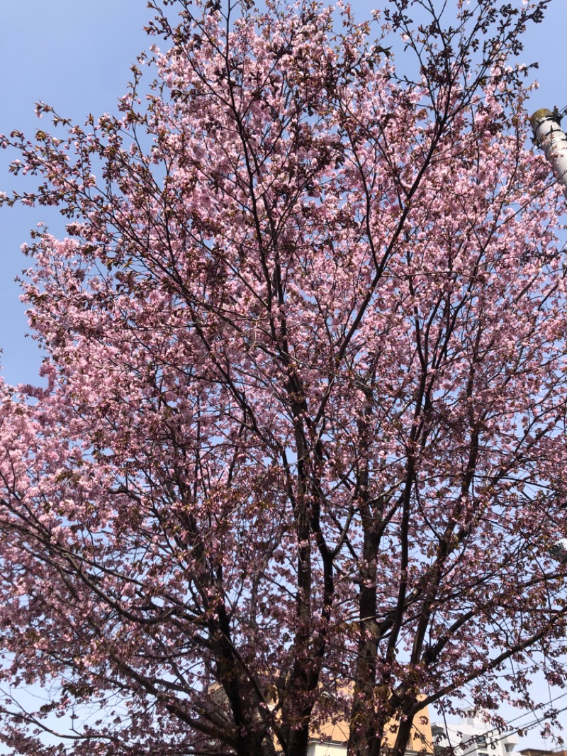 tacchy 魔都サッポロがスキすぎるさんの白樺の湯 ドーミーイン帯広のサ活写真