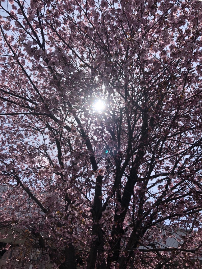 tacchy 魔都サッポロがスキすぎるさんの白樺の湯 ドーミーイン帯広のサ活写真