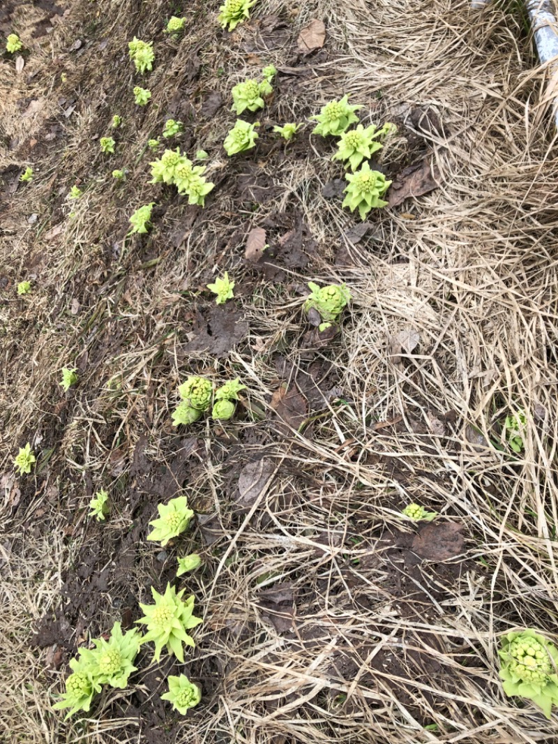 tacchy 魔都サッポロがスキすぎるさんのスポーツクラブ&サウナスパ ルネサンス 札幌平岸24のサ活写真