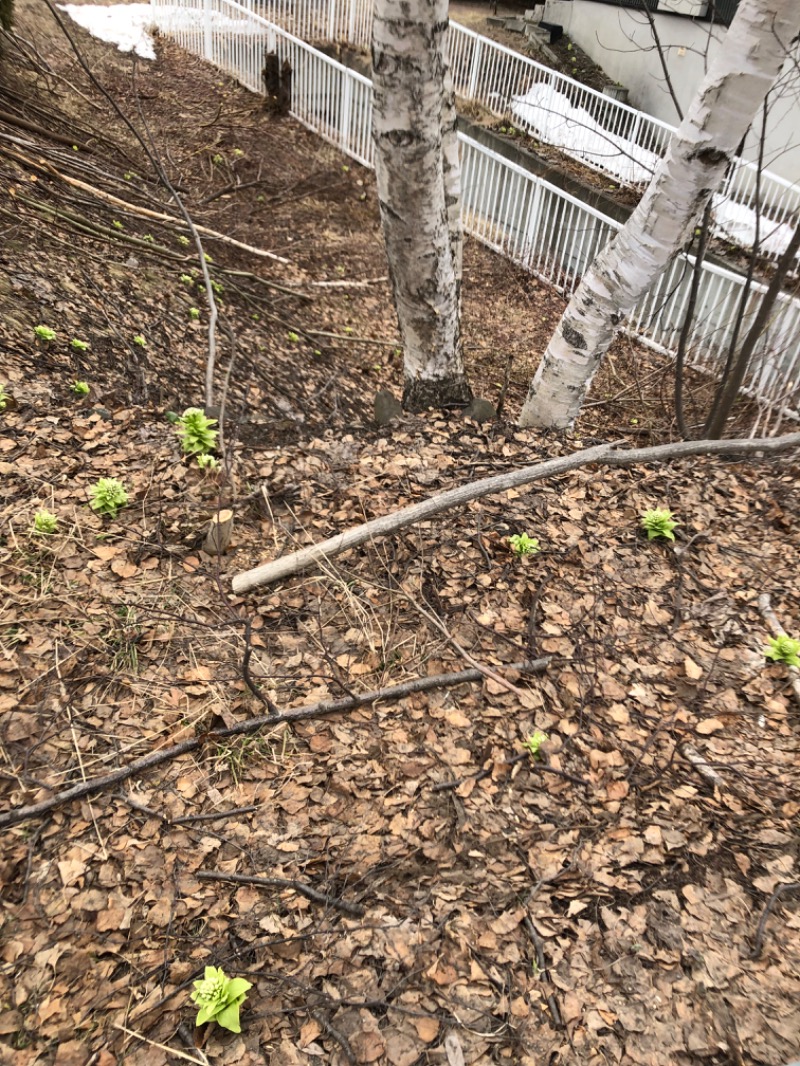 tacchy 魔都サッポロがスキすぎるさんのスポーツクラブ&サウナスパ ルネサンス 札幌平岸24のサ活写真