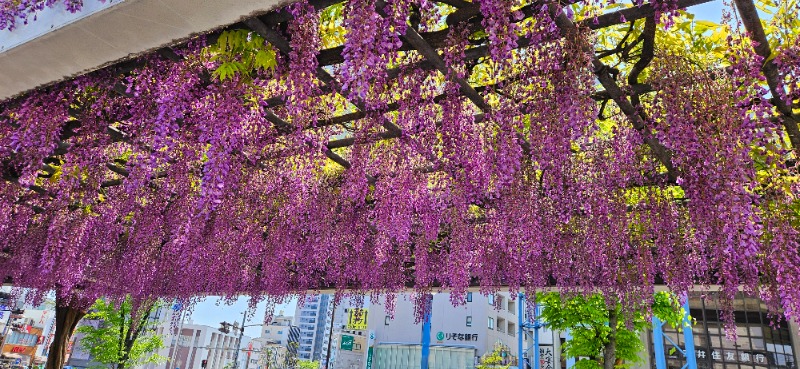 ねき゛さんのわがまちサウナ 大阪野田のサ活写真