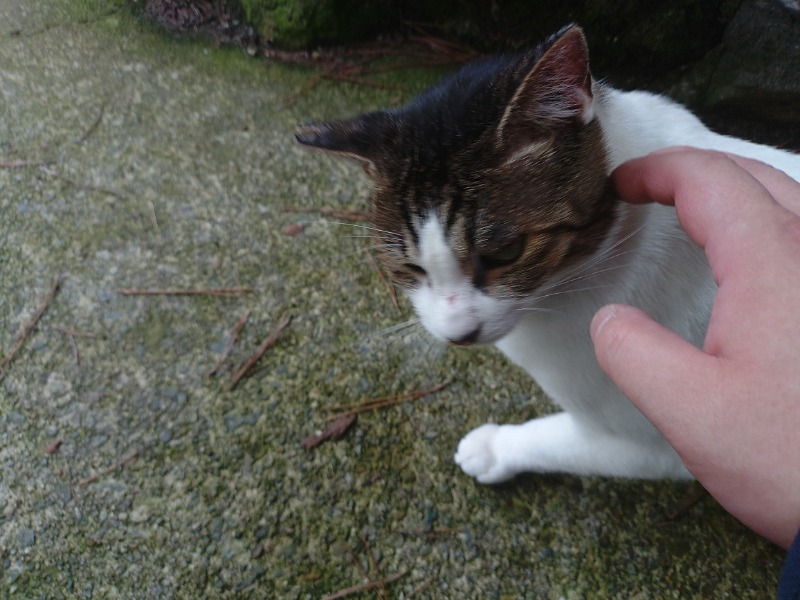 ゆき(･x･)えるさんの鳴子温泉 旅館すがわらのサ活写真