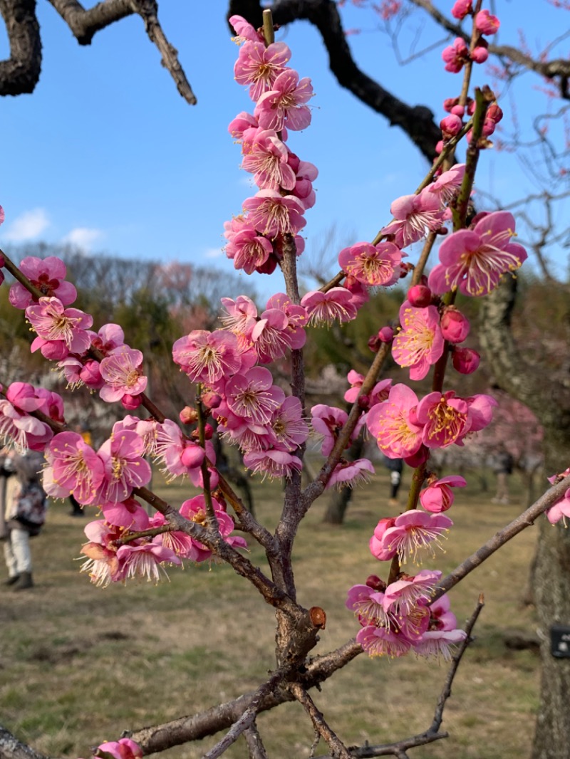 ゆき🍄さんの湯の森 深大湯のサ活写真