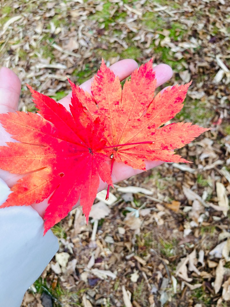 Nさんの福祉の里温泉のサ活写真