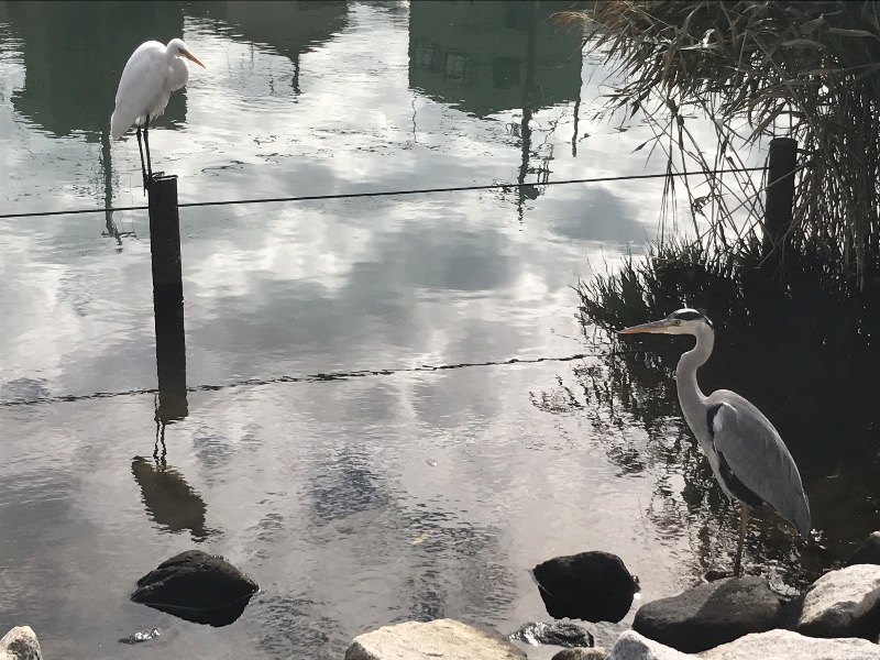 メンマー（市販）さんの天然温泉 湯どんぶり栄湯のサ活写真