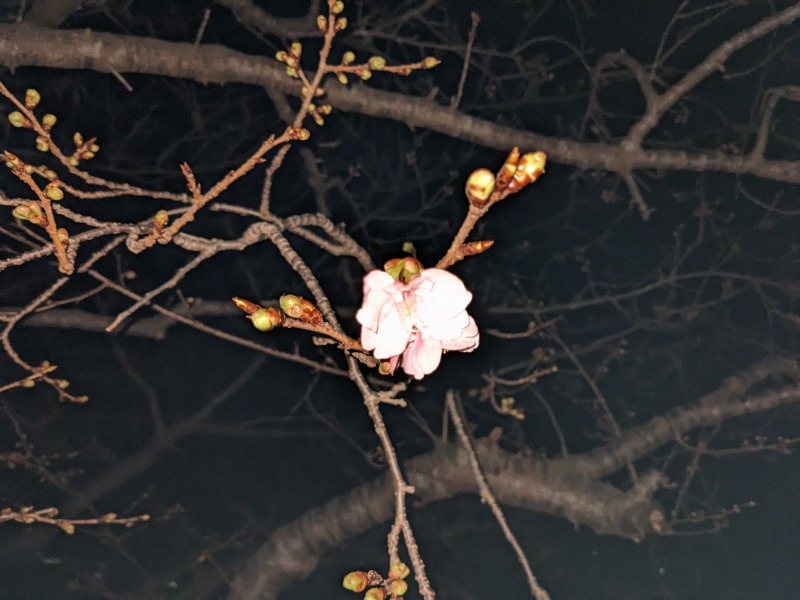 だんなっつるさんの下賀茂温泉 銀の湯会館のサ活写真