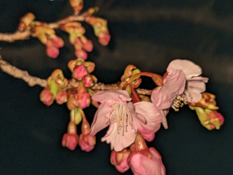 だんなっつるさんの下賀茂温泉 銀の湯会館のサ活写真