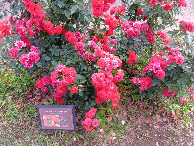 ソルト🦉さんのふなばしメグスパのサ活写真