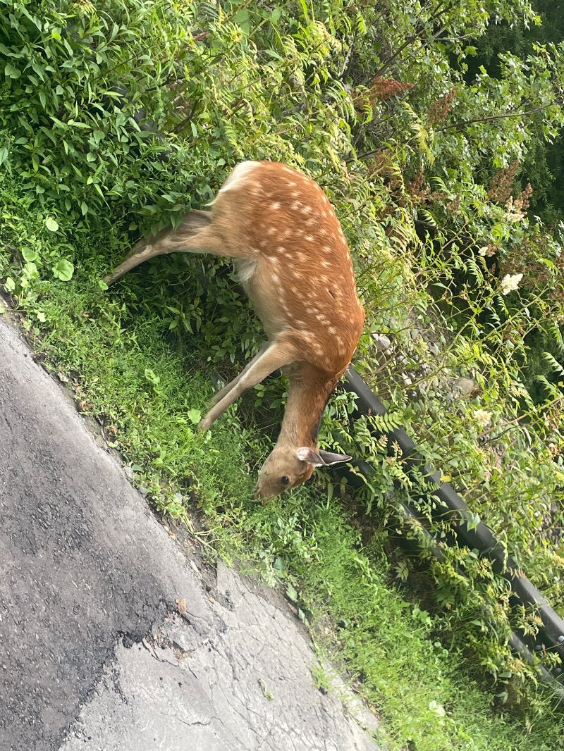 ねこの親さんの層雲閣Mountain Resort 1923(旧:層雲閣グランドホテル)のサ活写真