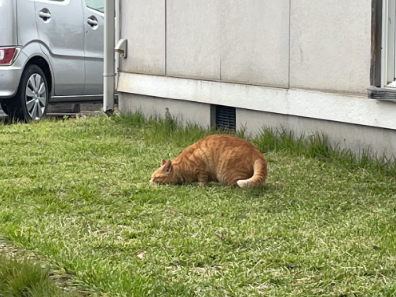 とりこだまさんの御立岬温泉センターのサ活写真