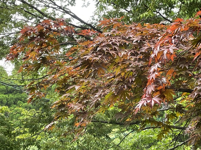 とりこだまさんの鏡石湯のサ活写真