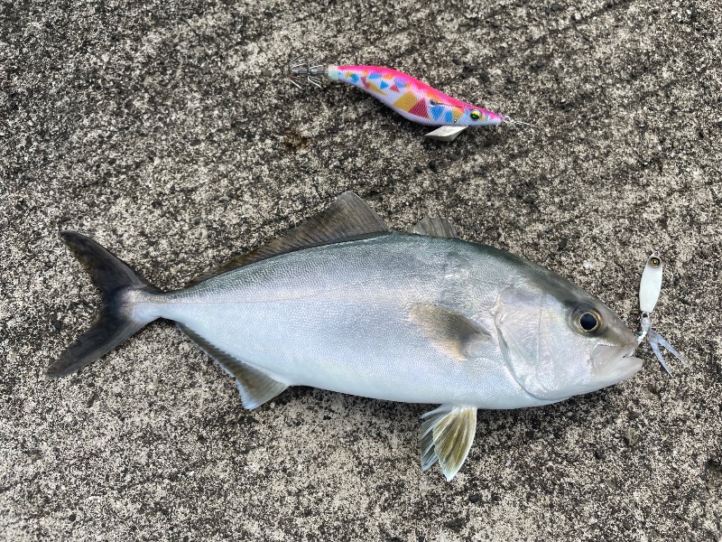 とりこだまさんの谷山温泉えびす湯のサ活写真