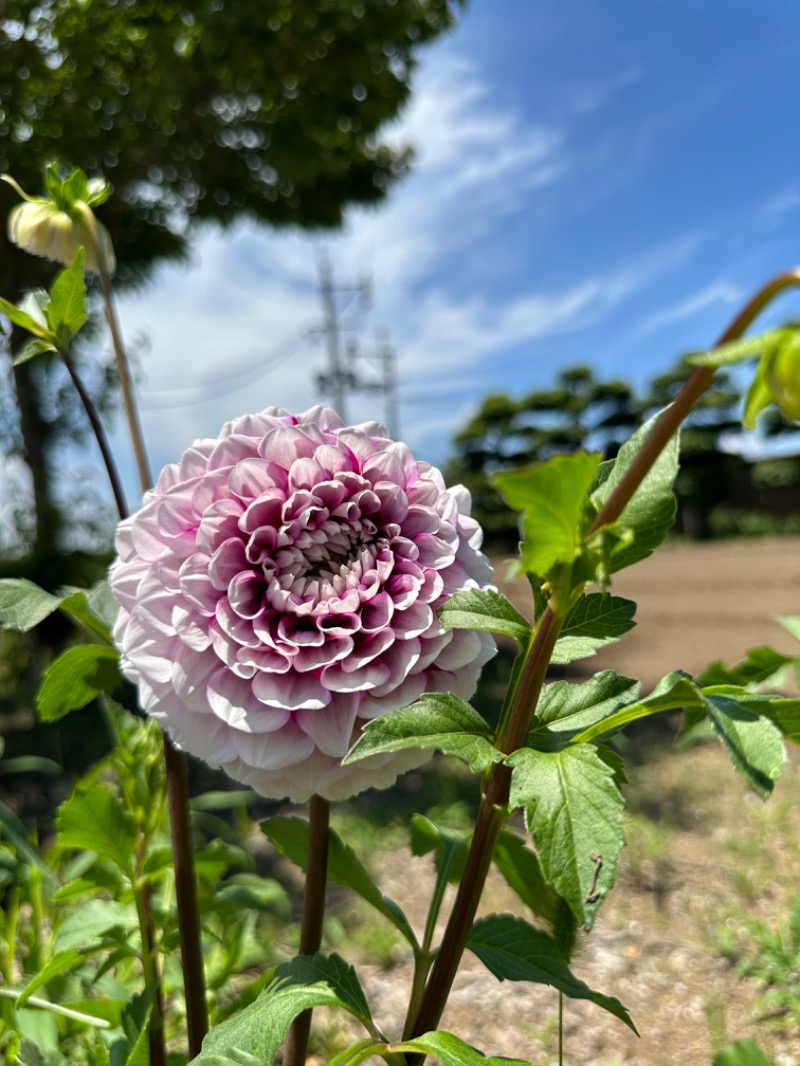 なおこ。さんの蘇傳寺温泉のサ活写真