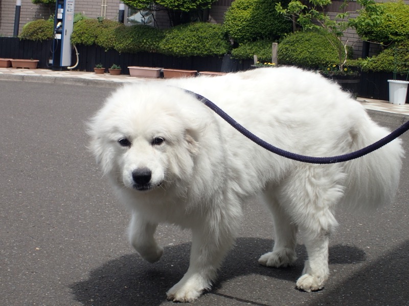 ビスカッチャさんの海の別邸 ふる川のサ活写真