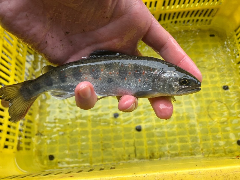 文鳥丸さんの大洲市交流促進センター 鹿野川荘のサ活写真