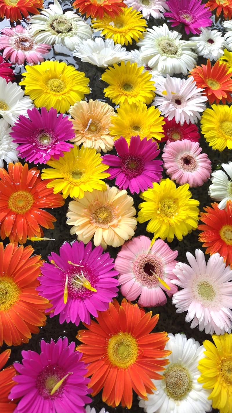 ちょびちょびすけさんのよみうりランド眺望温泉 花景の湯のサ活写真