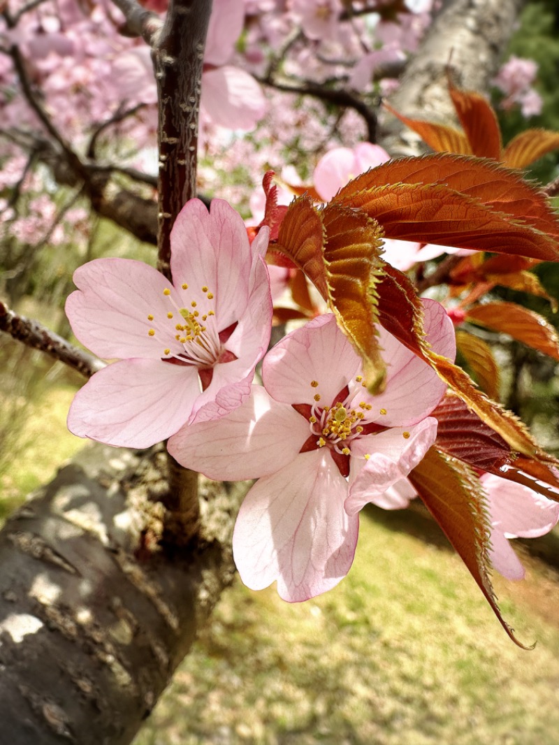 鍛高譚(たんたかたん)さんの寿湯のサ活写真