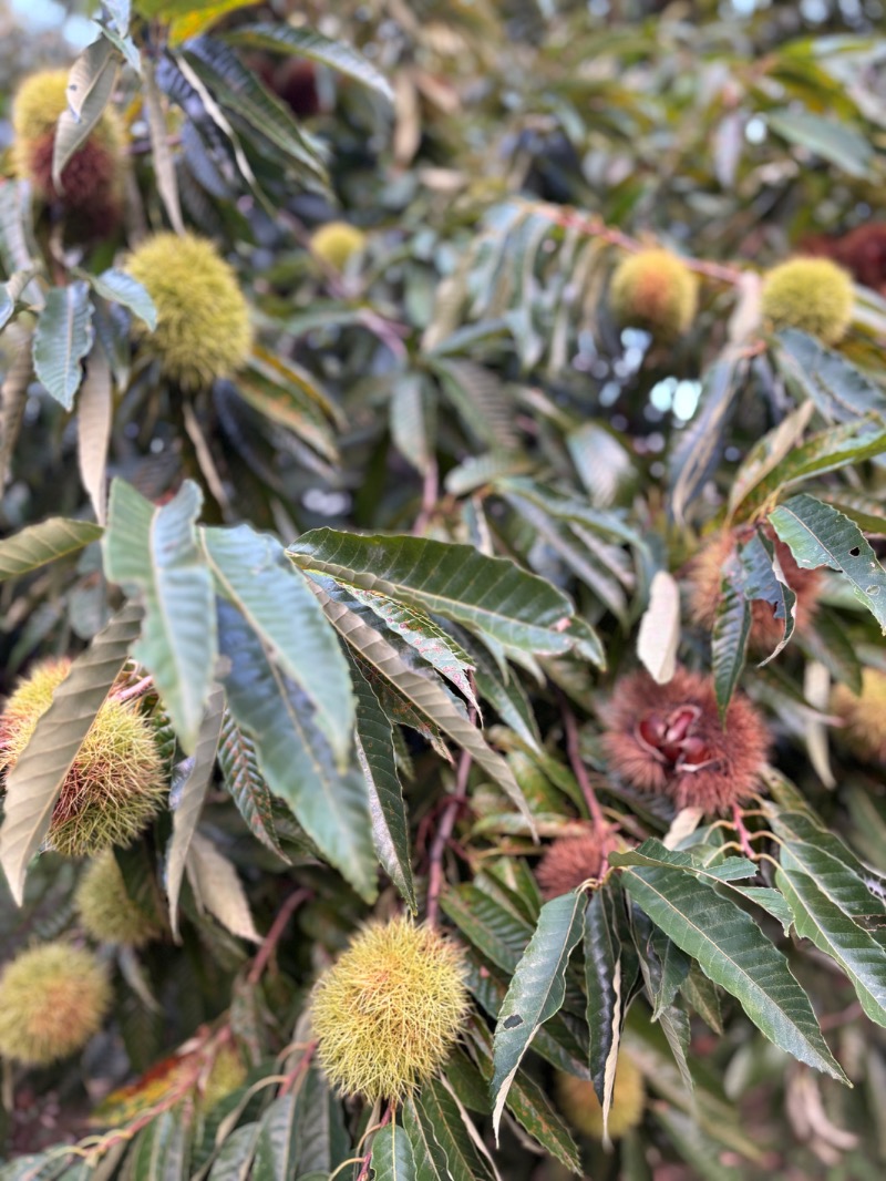 タカこやまさんのサウナ蓑蒸のサ活写真