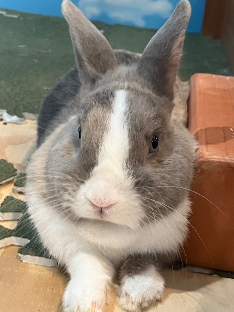 おおもり∞さんのアクアリゾート 岐阜ふじの湯のサ活写真