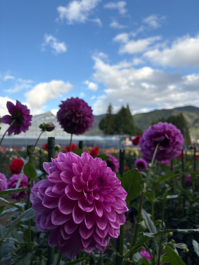 ともまるさんの東急ハーヴェストクラブVIALA鬼怒川渓翠のサ活写真