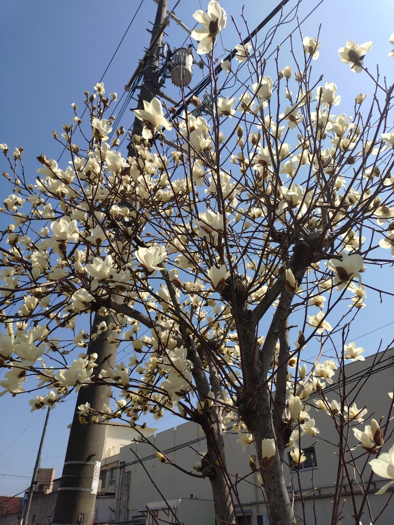 オロポイケちゃんさんさんのひなたの湯のサ活写真