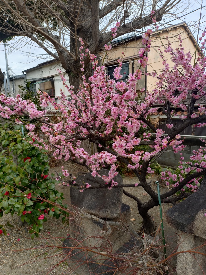 オロポイケちゃんさんさんのサウナシャンのサ活写真