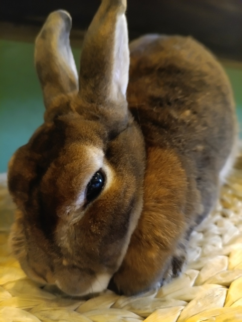 かっぴさんの深大寺天然温泉 湯守の里のサ活写真