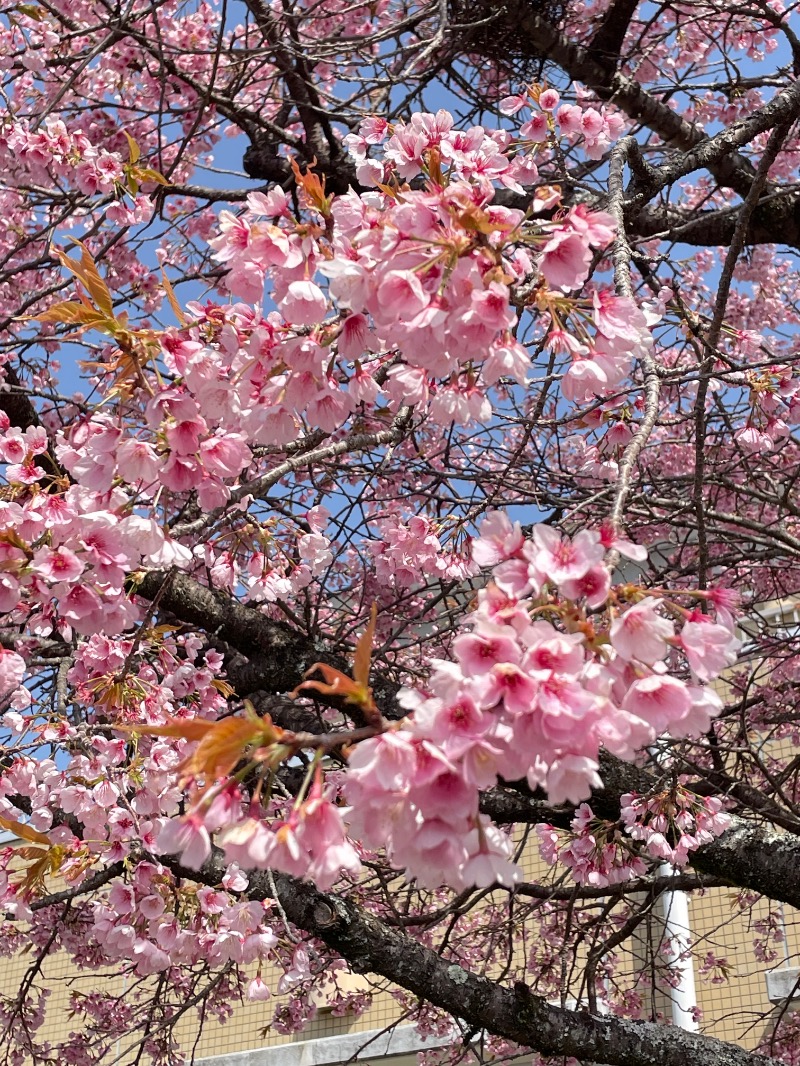 ＡＫＰさんのととのいの郷 秦野湯花楽のサ活写真