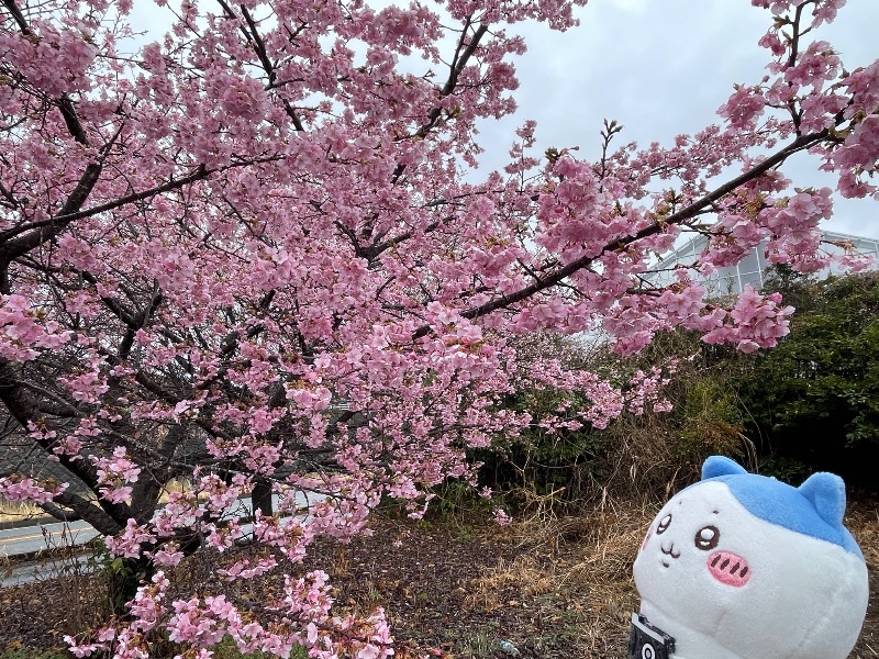 ＡＫＰさんの富士山天然水SPA サウナ鷹の湯のサ活写真