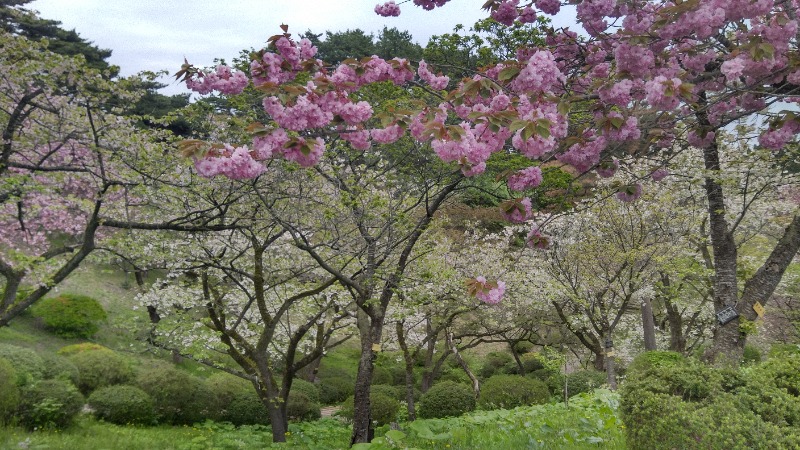 tori-sanさんの定住促進センター「国花苑」のサ活写真