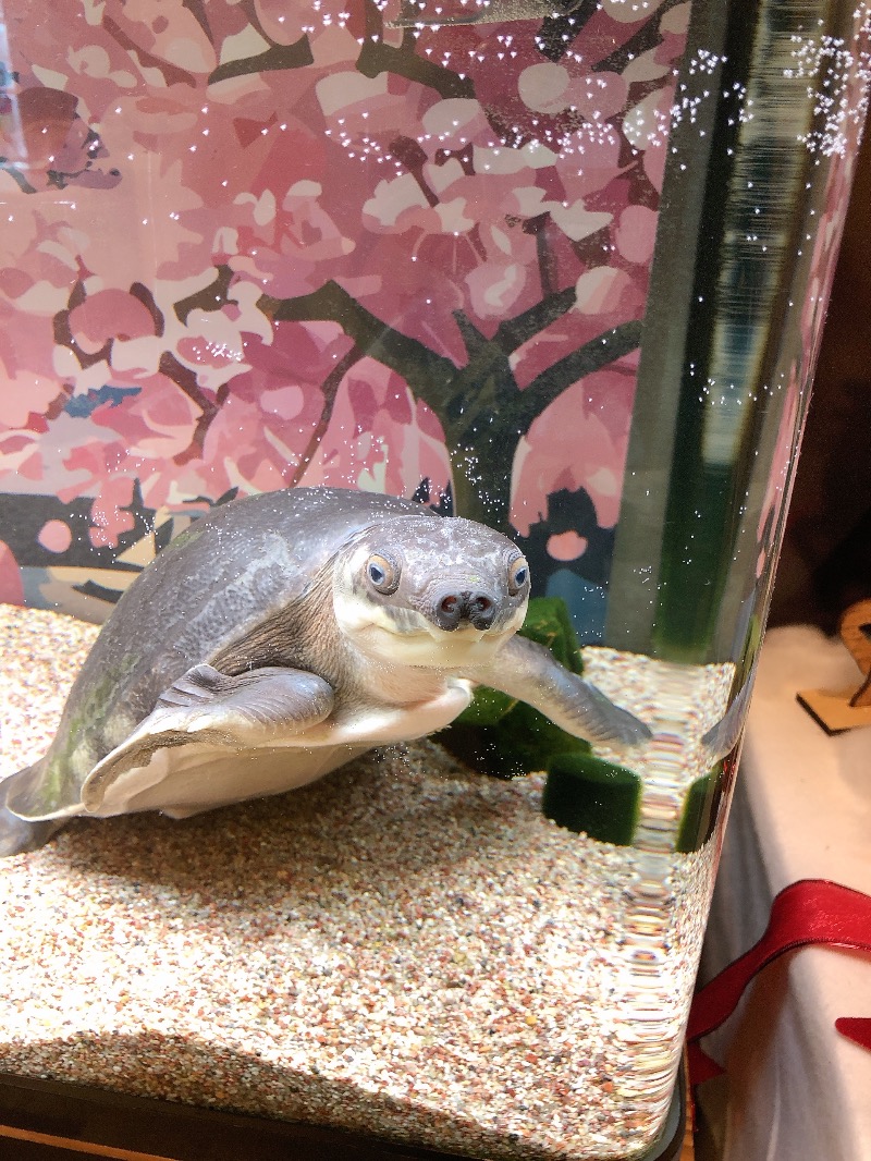 ととの海ちゃん🌊さんの松本湯のサ活写真