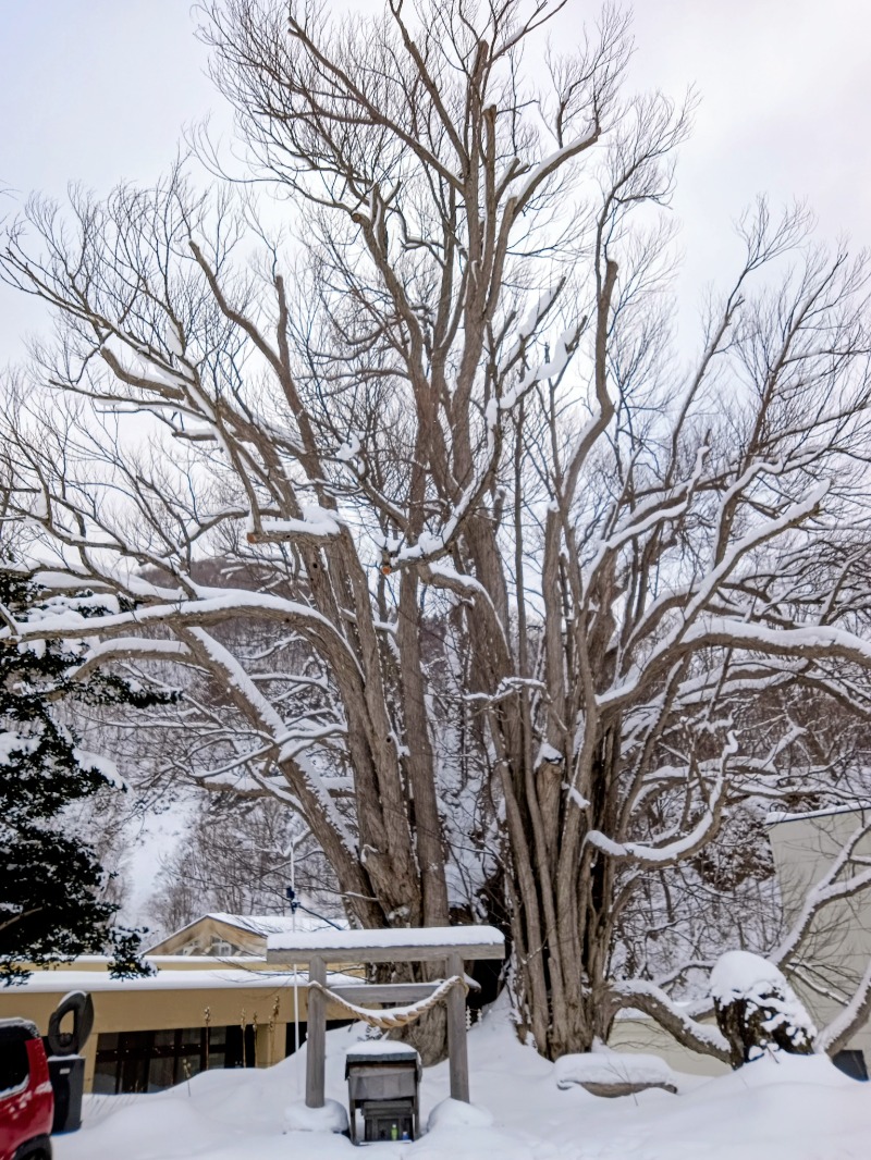 m-oriyamaさんの小金湯温泉 湯元 小金湯のサ活写真
