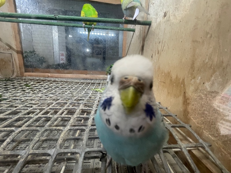 蒸しKINGさんの湯あそびひろば 葛の湯のサ活写真