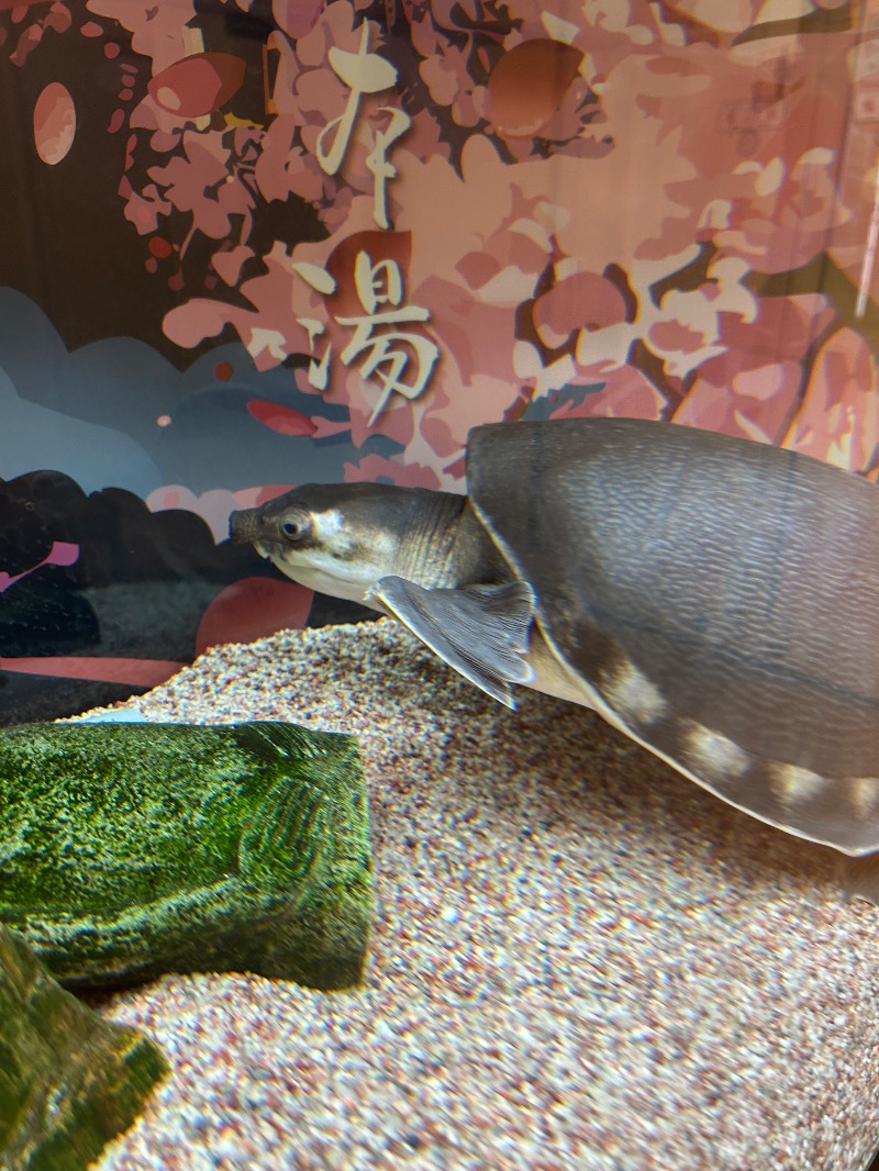 あじさんの松本湯のサ活写真