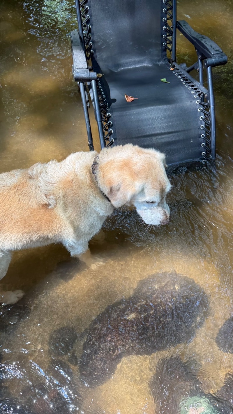 ミルク石 とおるさんのコアミガメのサ活写真