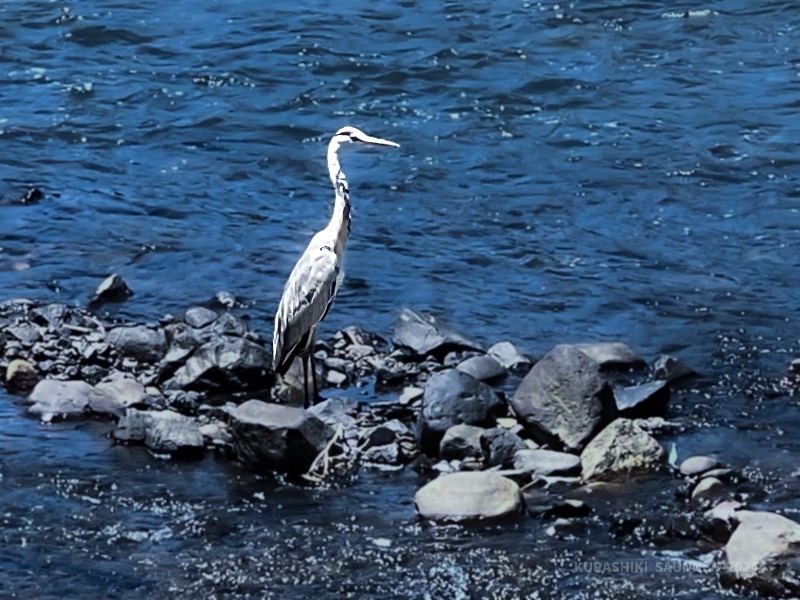 倉敷サウナー📷さんのkobatoisa cafe&saunaのサ活写真