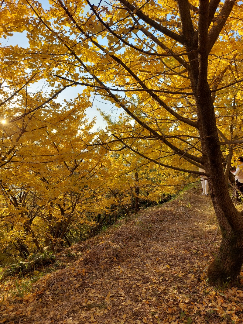 T_aroさんの桜島マグマ温泉 国民宿舎 レインボー桜島のサ活写真