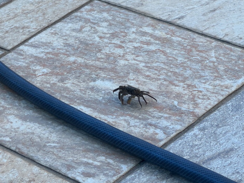 黒猫のうるるさんの奥音のサ活写真