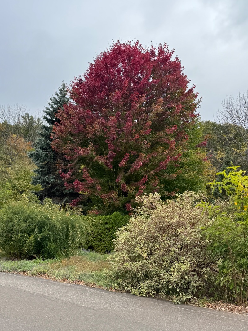 黒猫のうるるさんの日帰り入浴施設マウレ山荘ポッケの湯のサ活写真