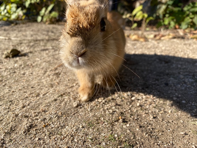 ✳︎キンキン✳︎さんのホットカモのサ活写真