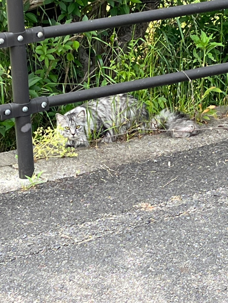 ヒロヒロさんの和気鵜飼谷温泉のサ活写真